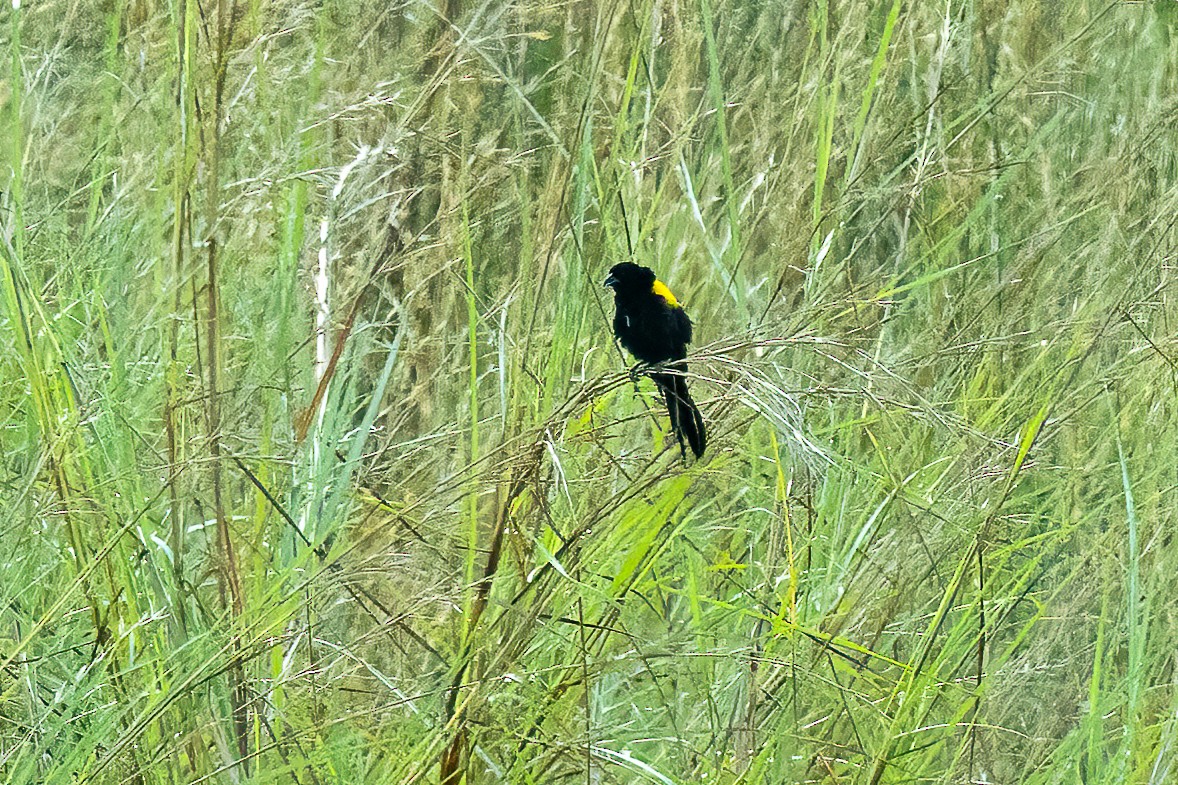 Yellow-mantled Widowbird - ML623798874