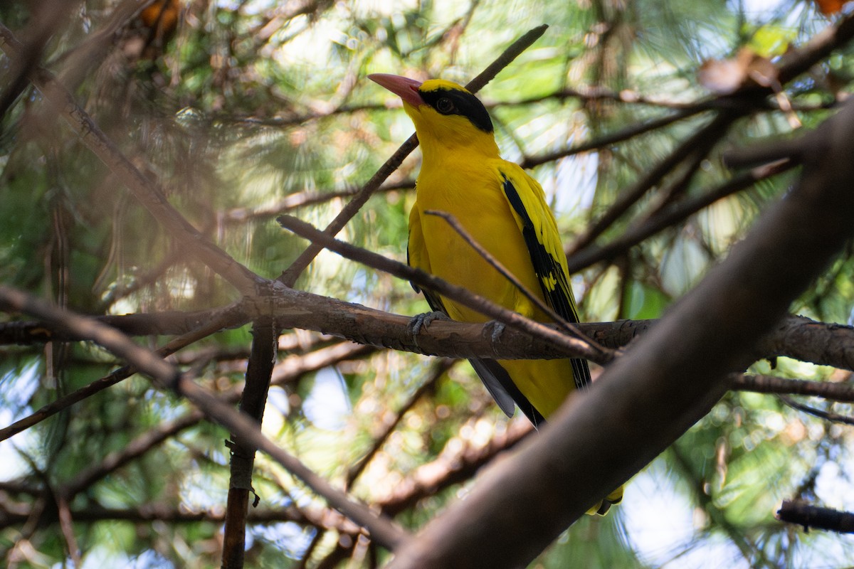 Black-naped Oriole - ML623798901