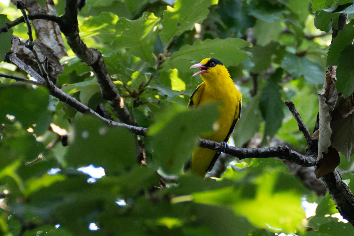 Black-naped Oriole - ML623798911