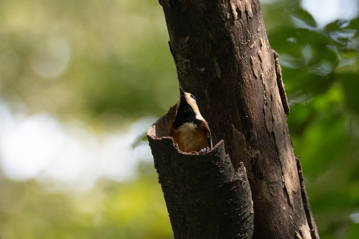 Varied Tit - ML623798933