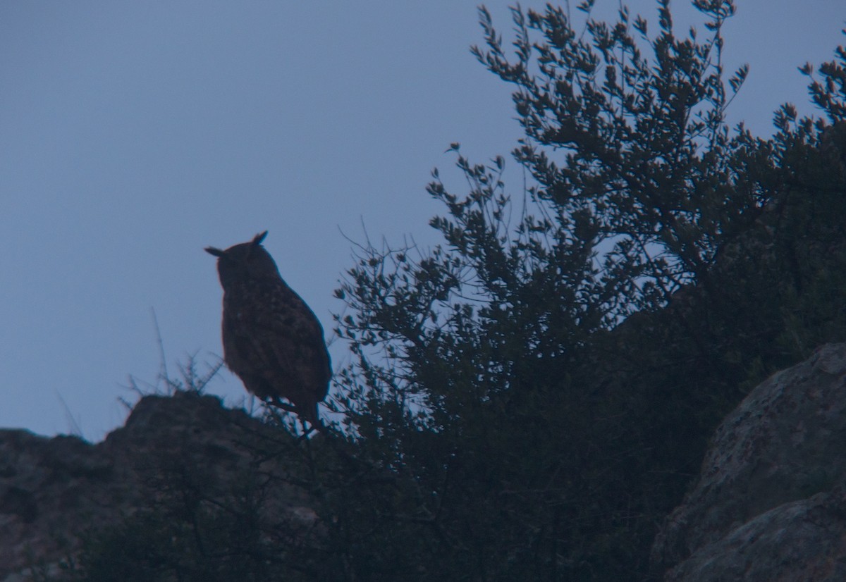 Eurasian Eagle-Owl - ML623798946