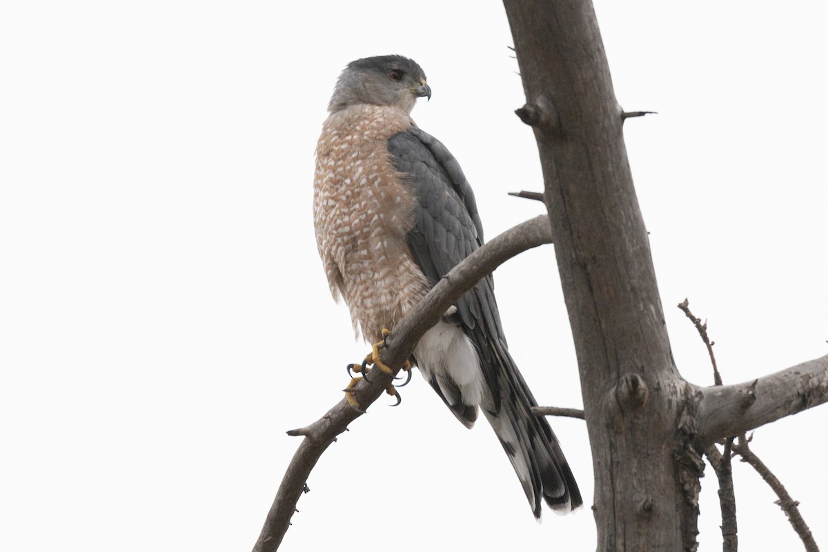 Cooper's Hawk - ML623798963