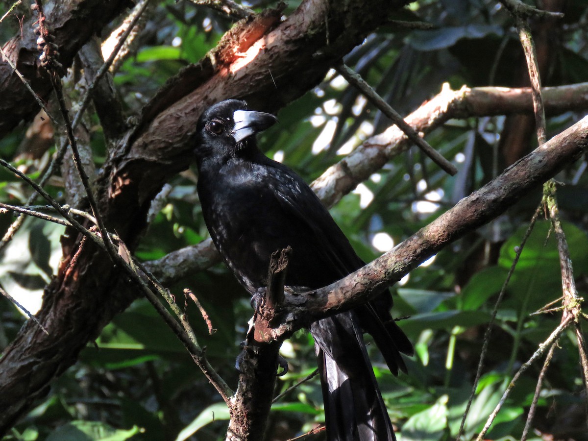 Black Butcherbird - ML623798974