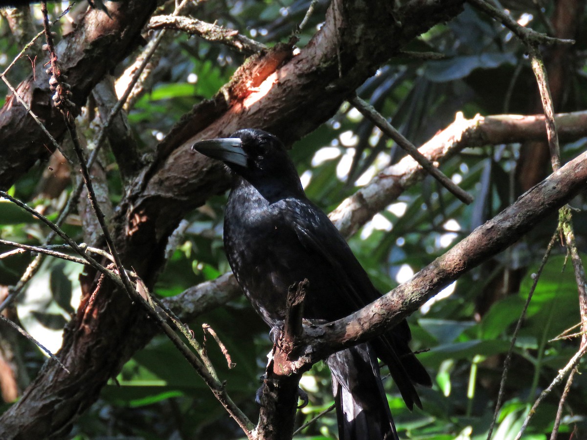 Black Butcherbird - ML623798975