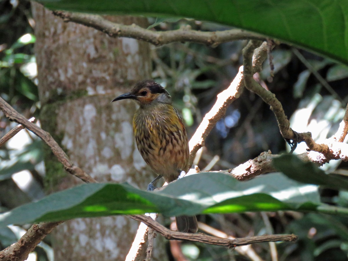 Macleay's Honeyeater - ML623798986