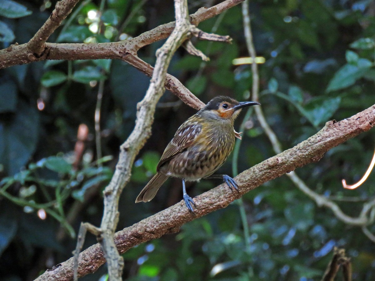 Macleay's Honeyeater - ML623798987