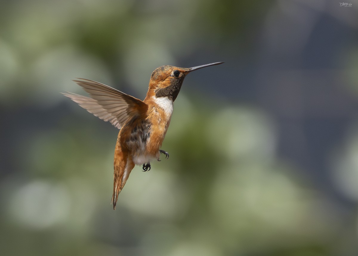 Rufous Hummingbird - ML623798989