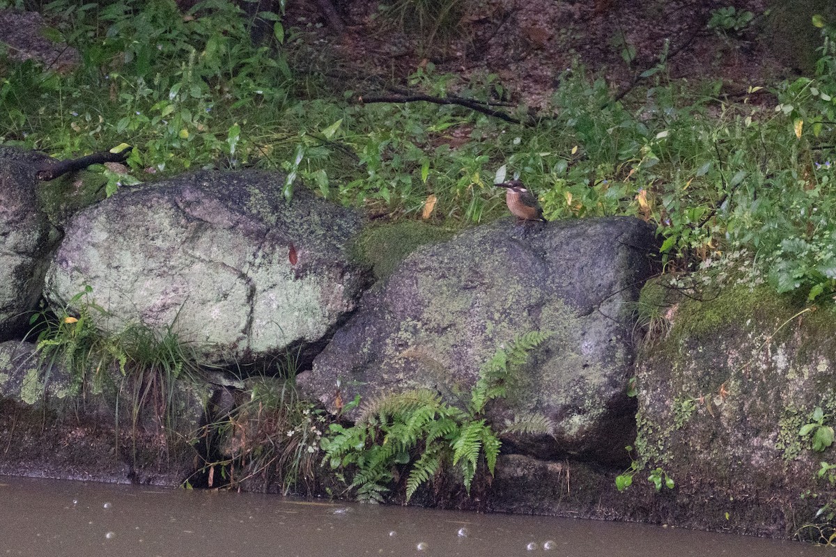 Common Kingfisher - ML623798998