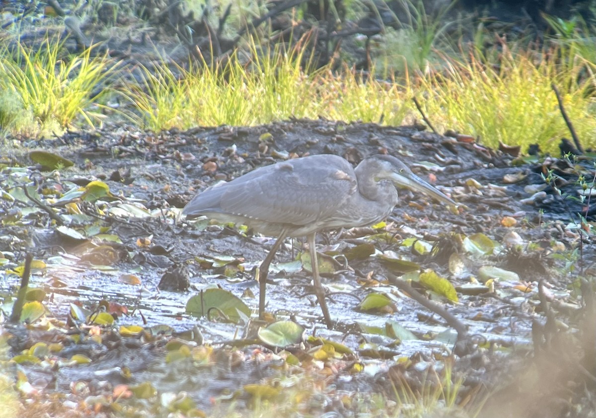 Great Blue Heron - ML623799003