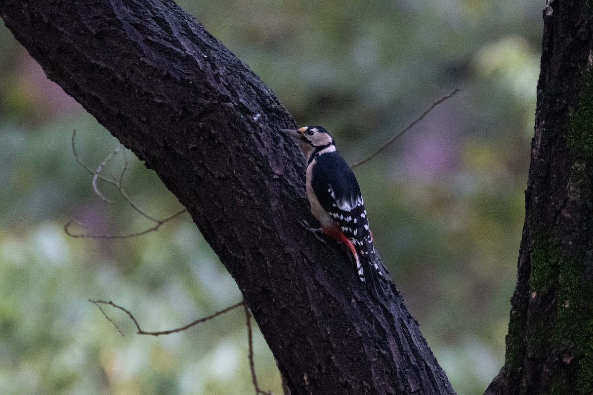 Great Spotted Woodpecker - ML623799004