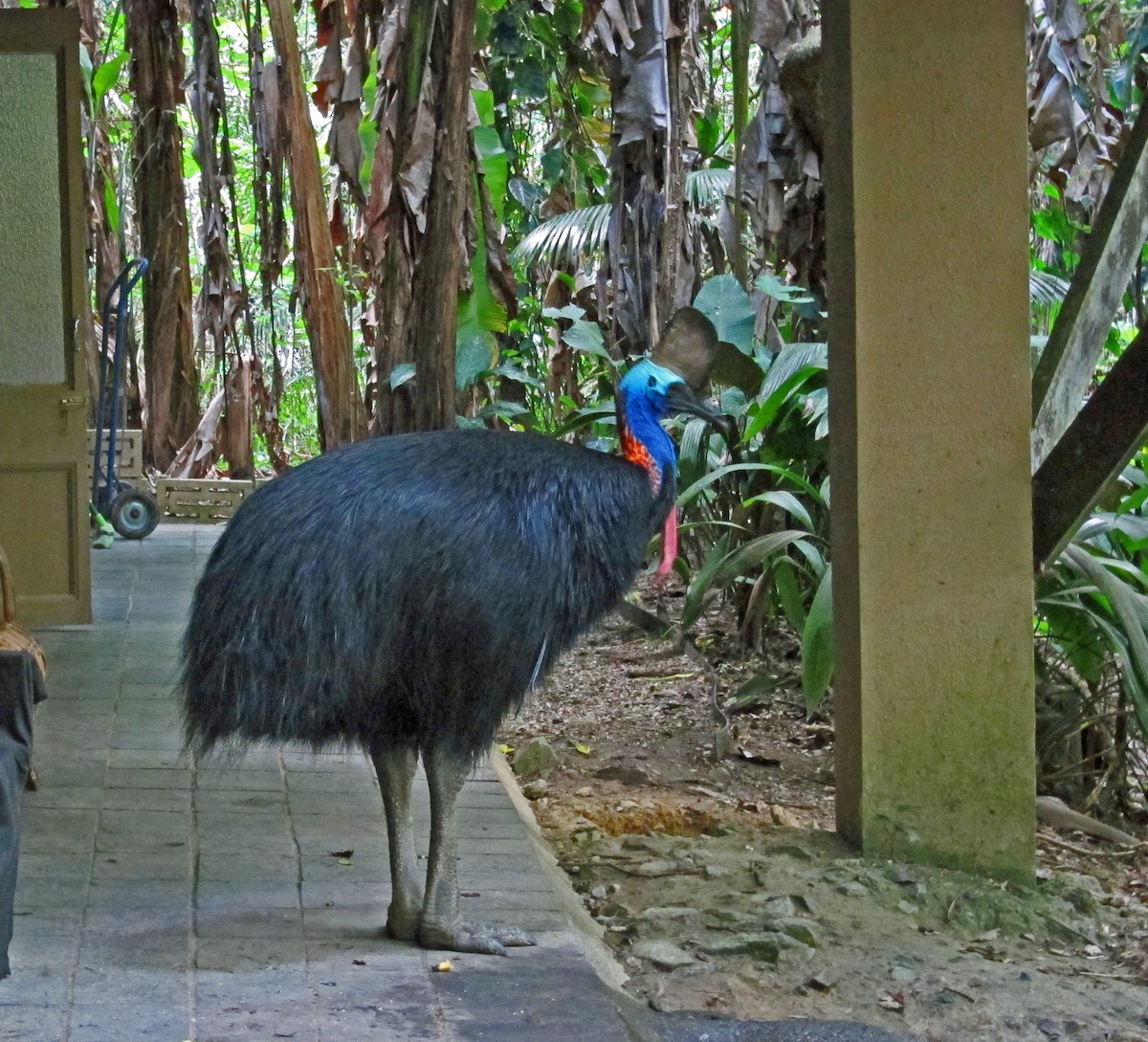 Southern Cassowary - ML623799011