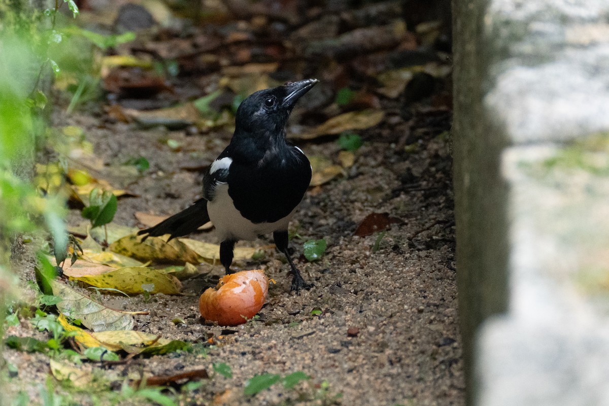 Oriental Magpie - Fran Kim