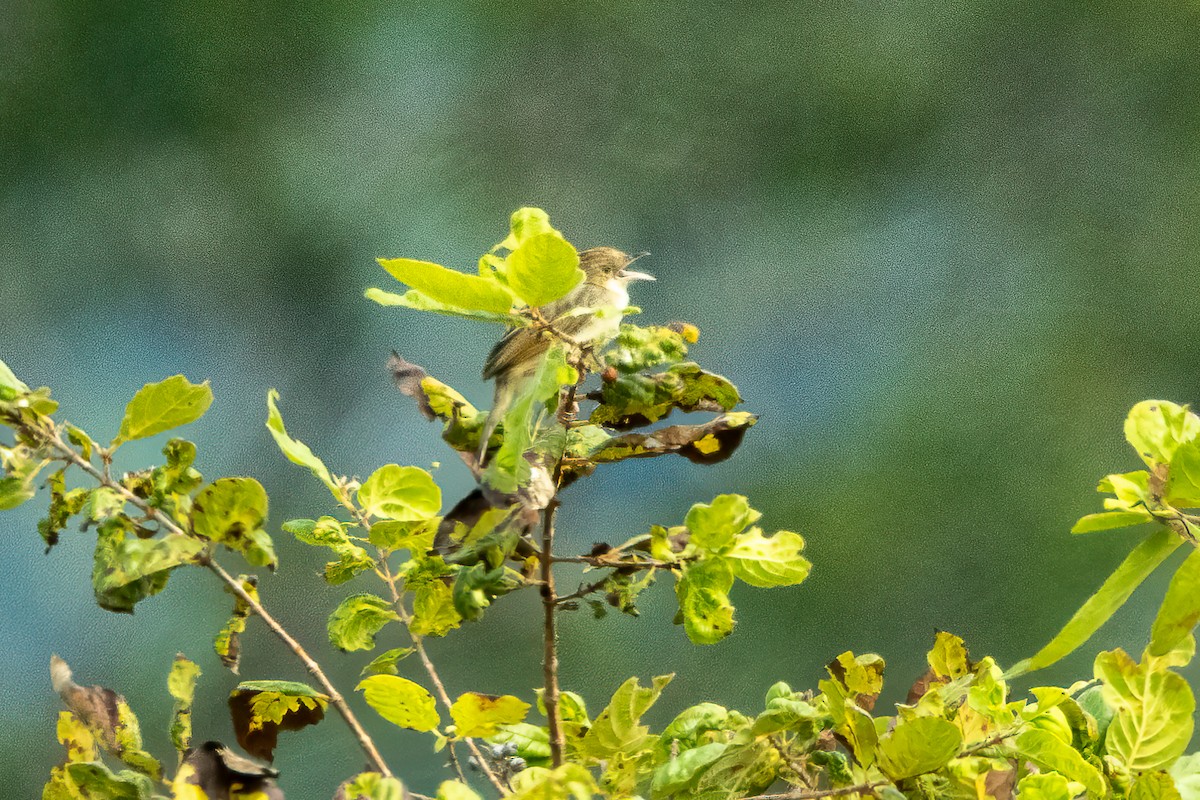 Whistling Cisticola - ML623799027