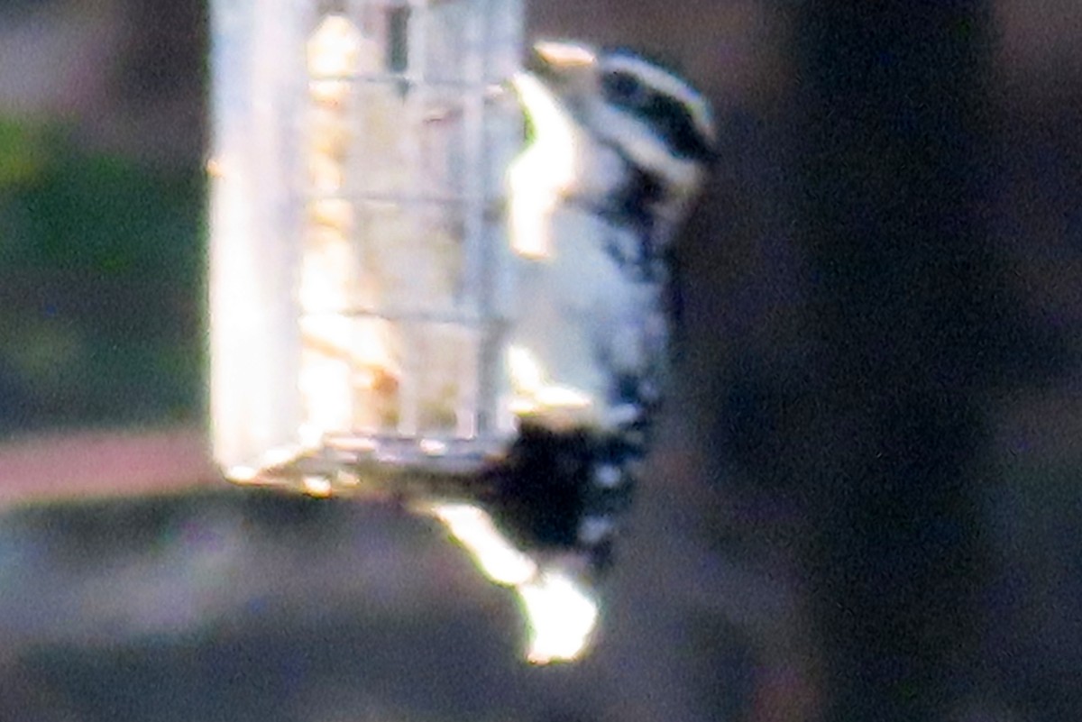 Downy Woodpecker - ML623799047