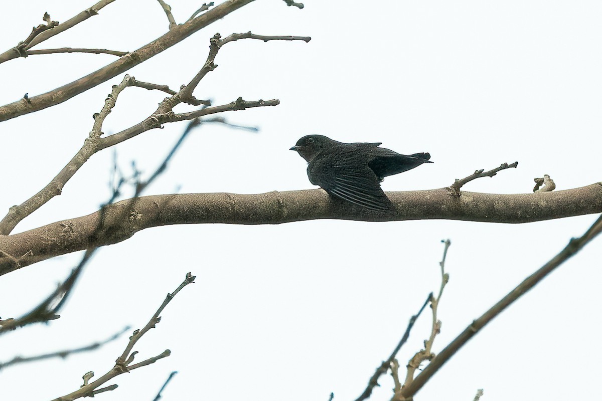 Bronzeschwalbe - ML623799051