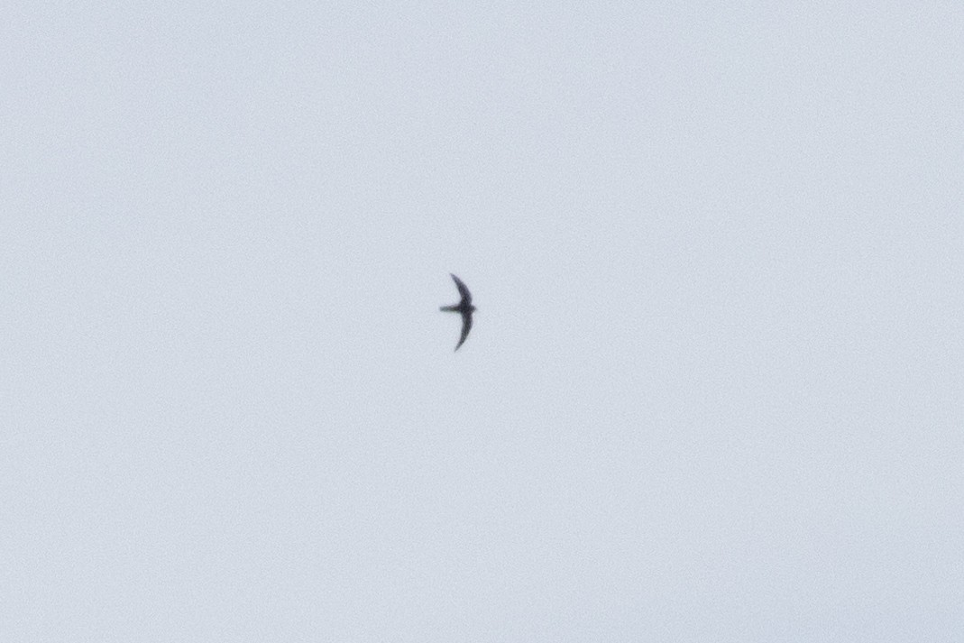 Black Swift - ML623799060