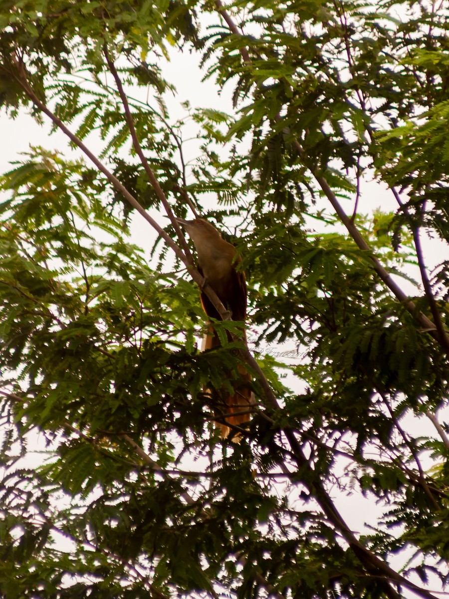 Great Lizard-Cuckoo - ML623799072