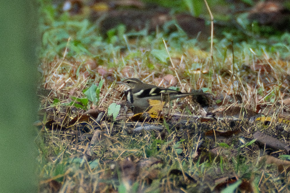 Bergeronnette de forêt - ML623799100