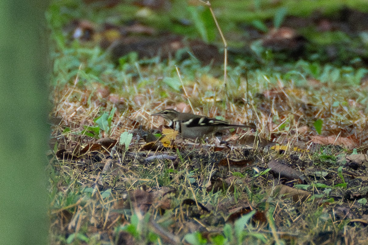 Forest Wagtail - ML623799107