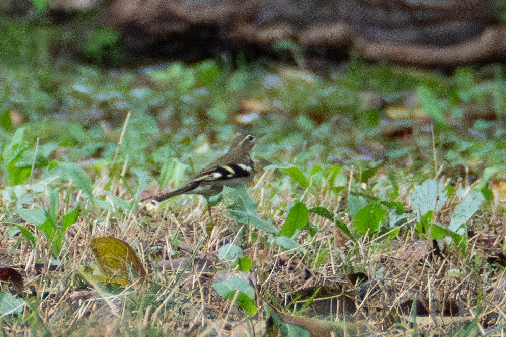 Bergeronnette de forêt - ML623799120