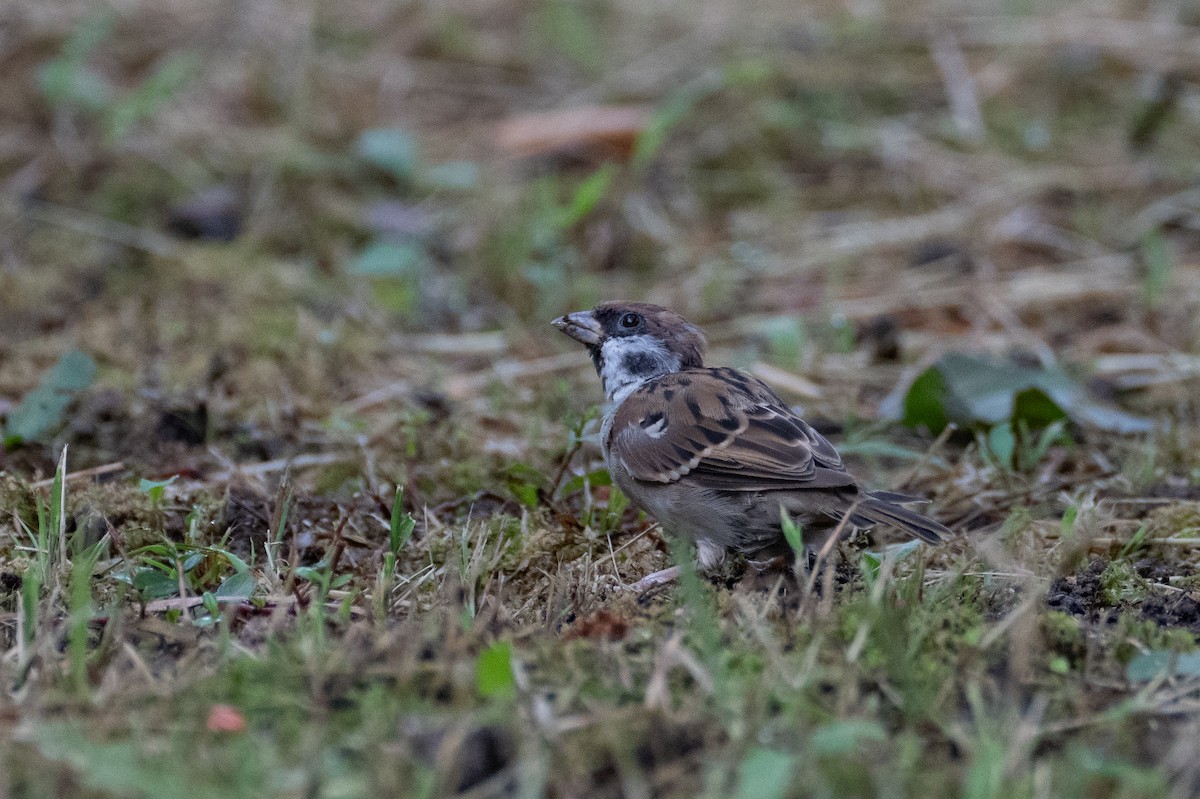 Eurasian Tree Sparrow - ML623799127