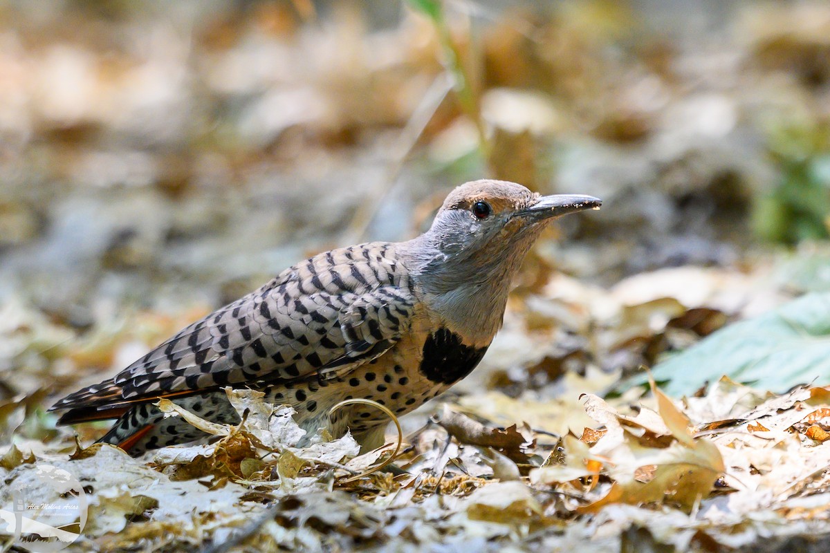Northern Flicker - ML623799131