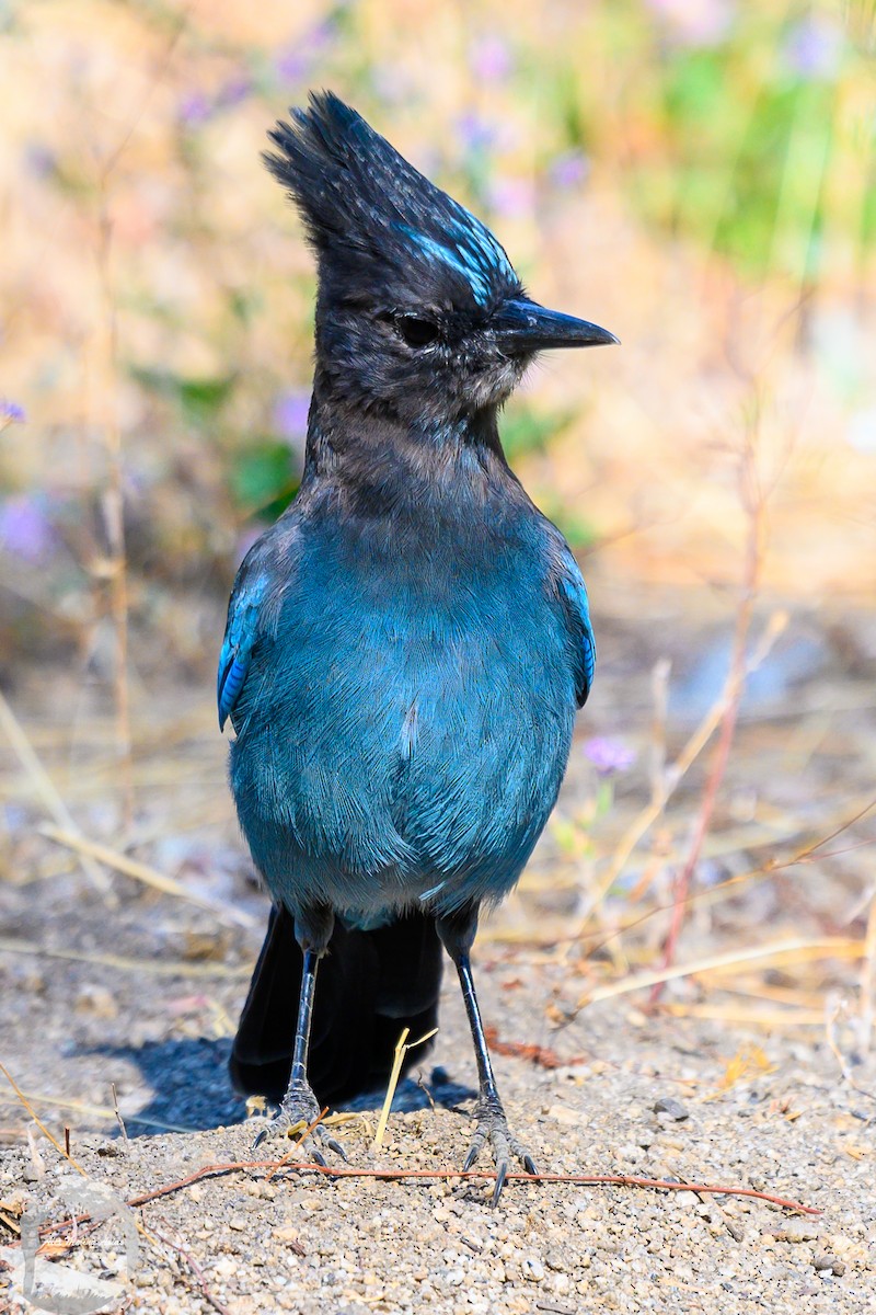 Steller's Jay - ML623799141