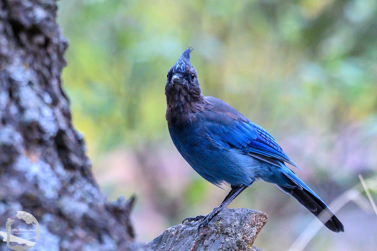 Steller's Jay - ML623799142