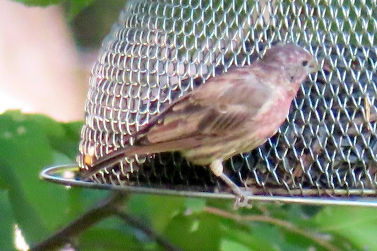 House Finch - ML623799146