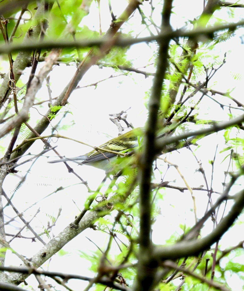 Chestnut-sided Warbler - ML623799147