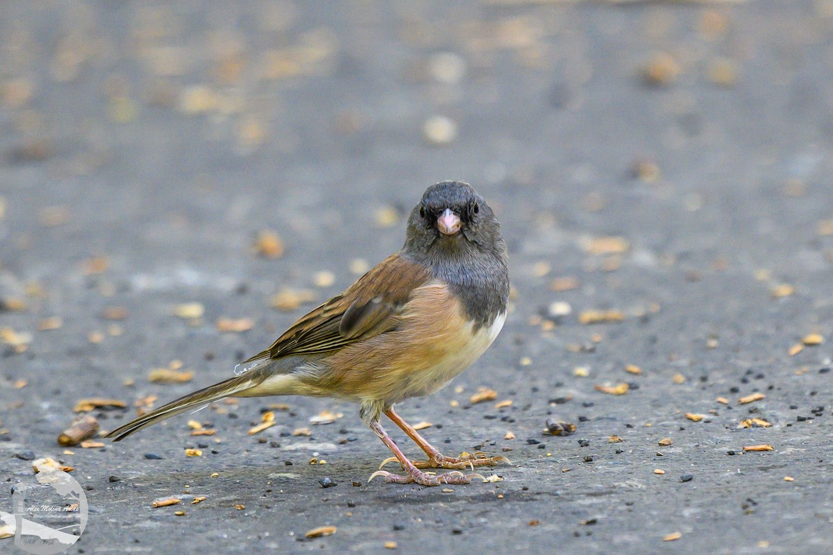 Dark-eyed Junco - ML623799158