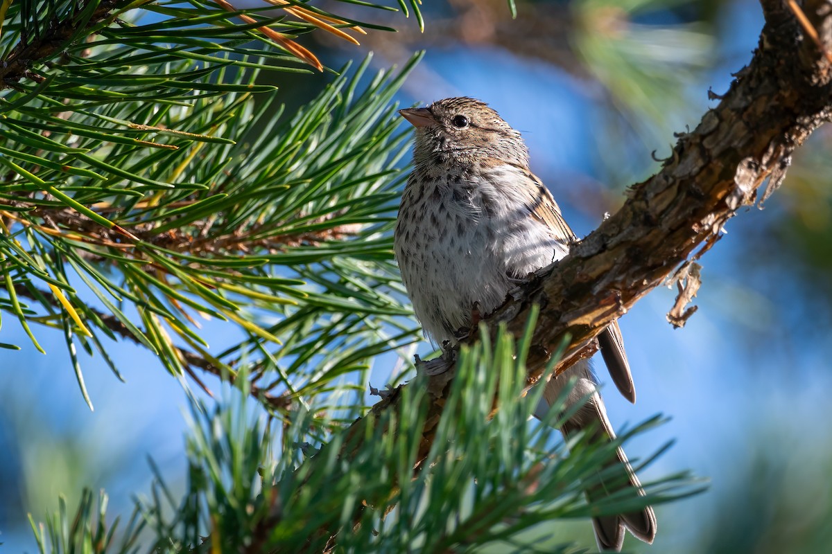 Lincoln's Sparrow - ML623799160