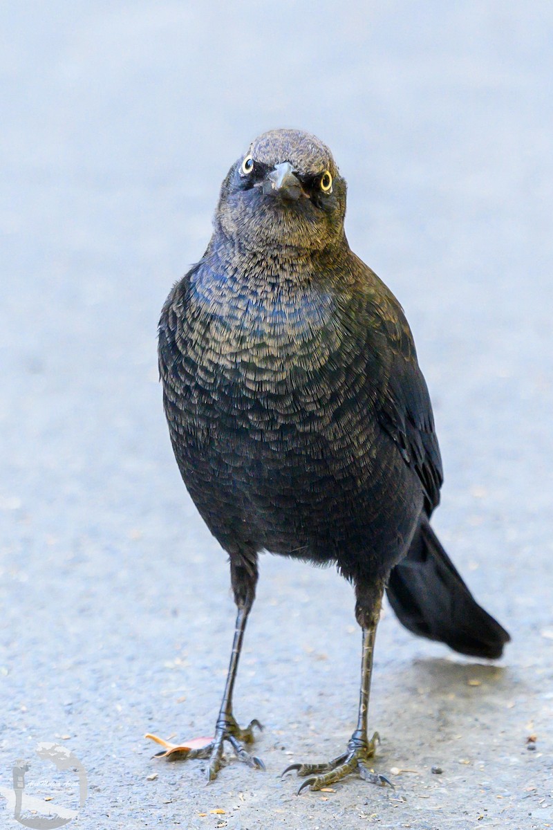 Brewer's Blackbird - ML623799166