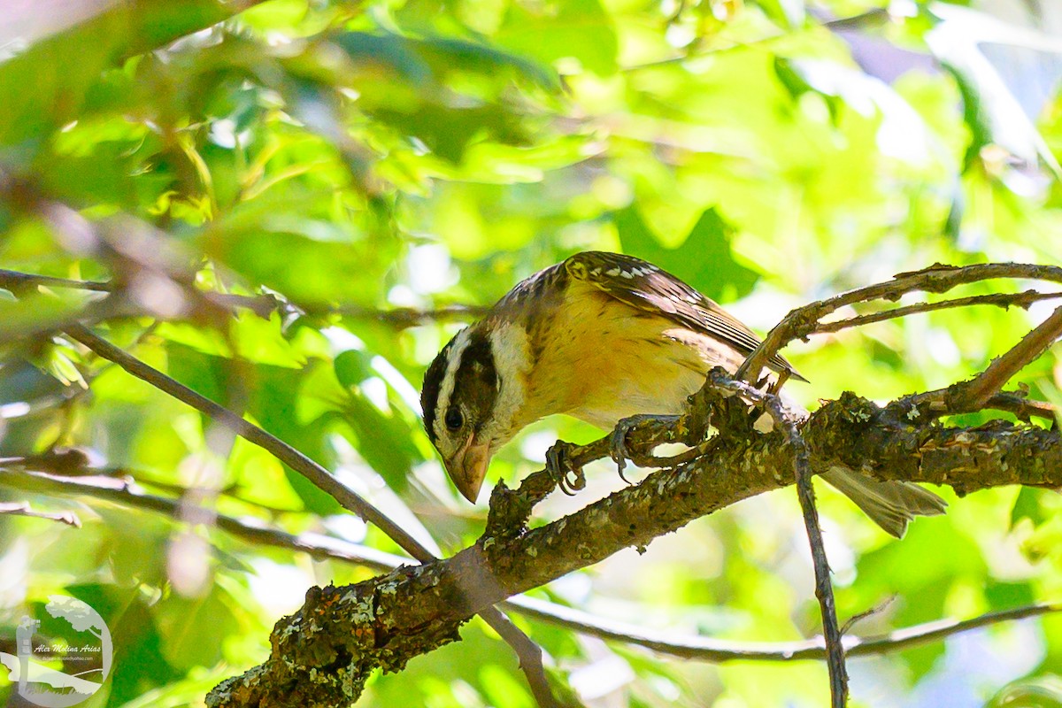 Black-headed Grosbeak - ML623799170