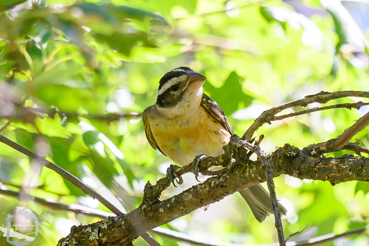 Black-headed Grosbeak - ML623799171