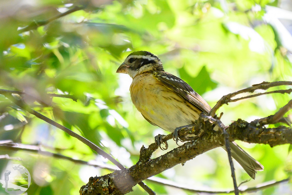 Black-headed Grosbeak - ML623799172