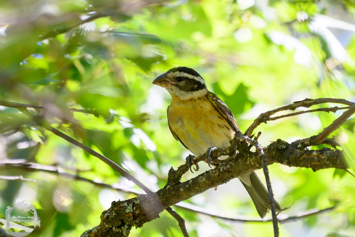 Black-headed Grosbeak - ML623799173