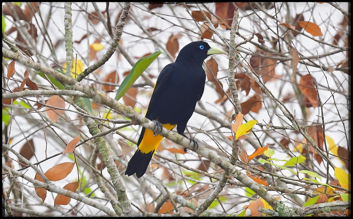 Yellow-rumped Cacique (Amazonian) - ML623799214