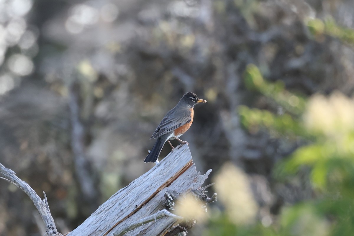 American Robin - ML623799218