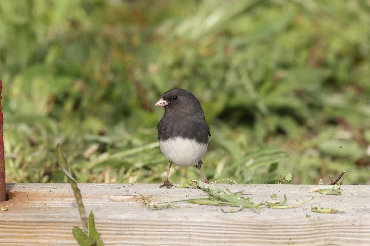 Dark-eyed Junco - ML623799222