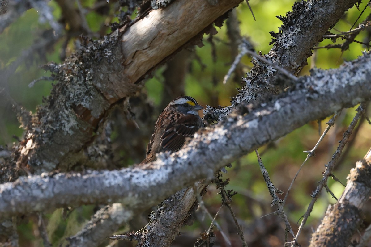 White-throated Sparrow - ML623799229