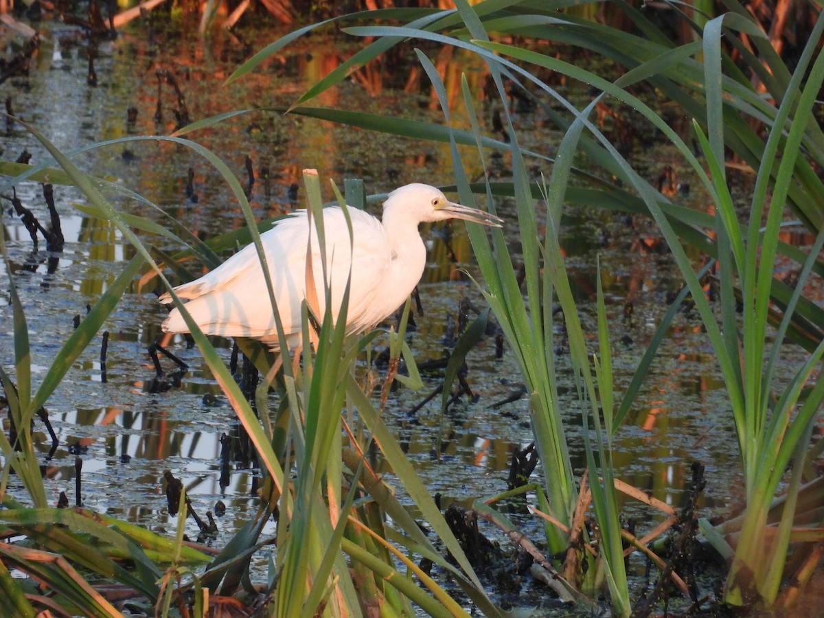 Little Blue Heron - ML623799234