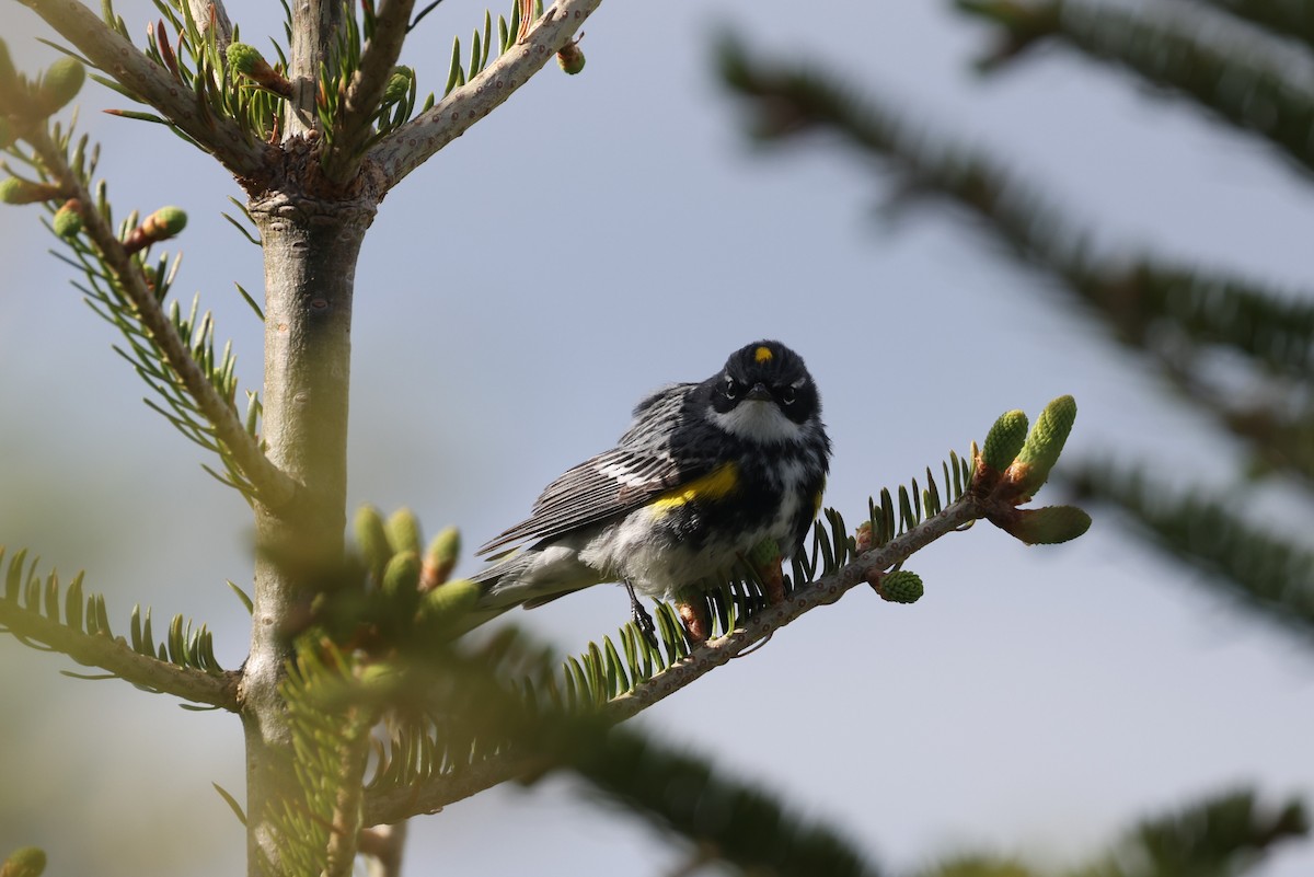 Yellow-rumped Warbler - ML623799237