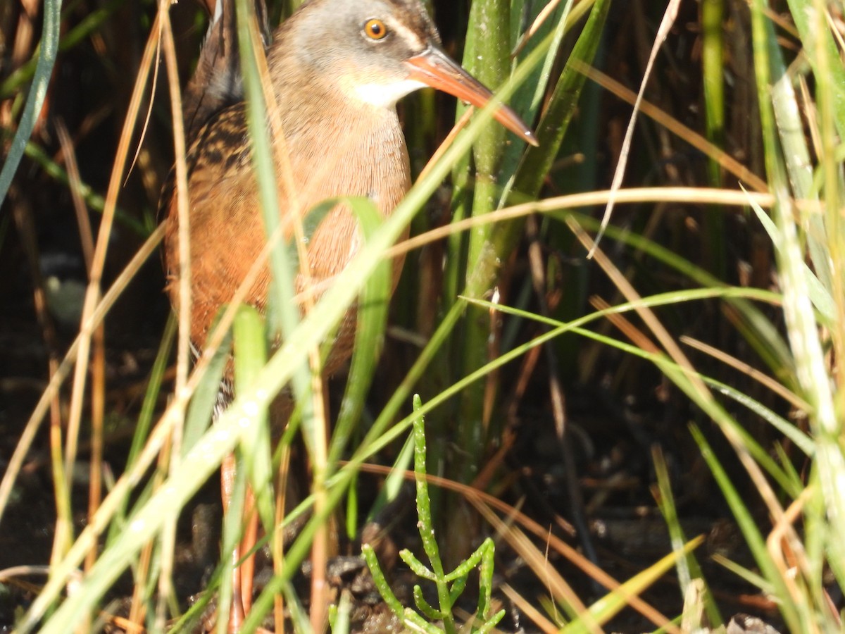 Virginia Rail - ML623799240