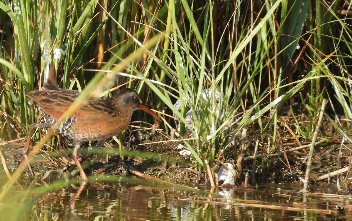 Virginia Rail - ML623799242