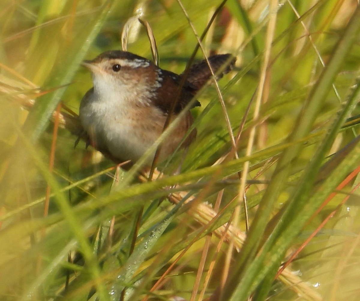 Marsh Wren - ML623799250