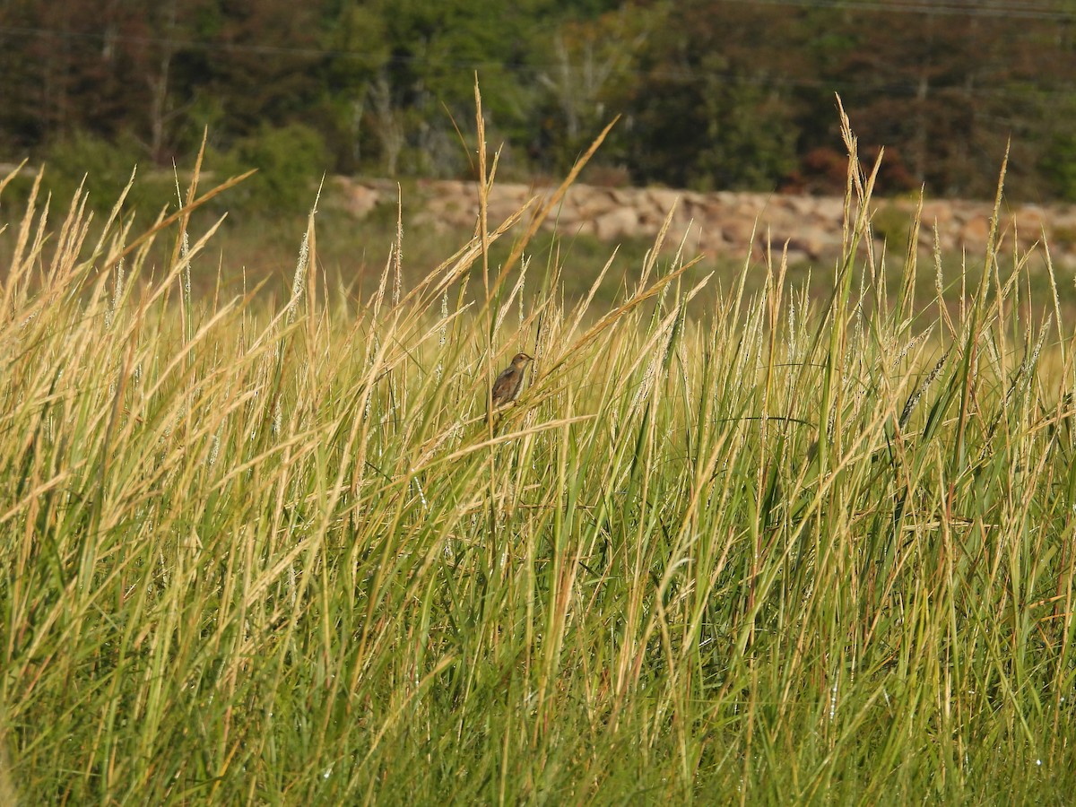 Saltmarsh Sparrow - ML623799252