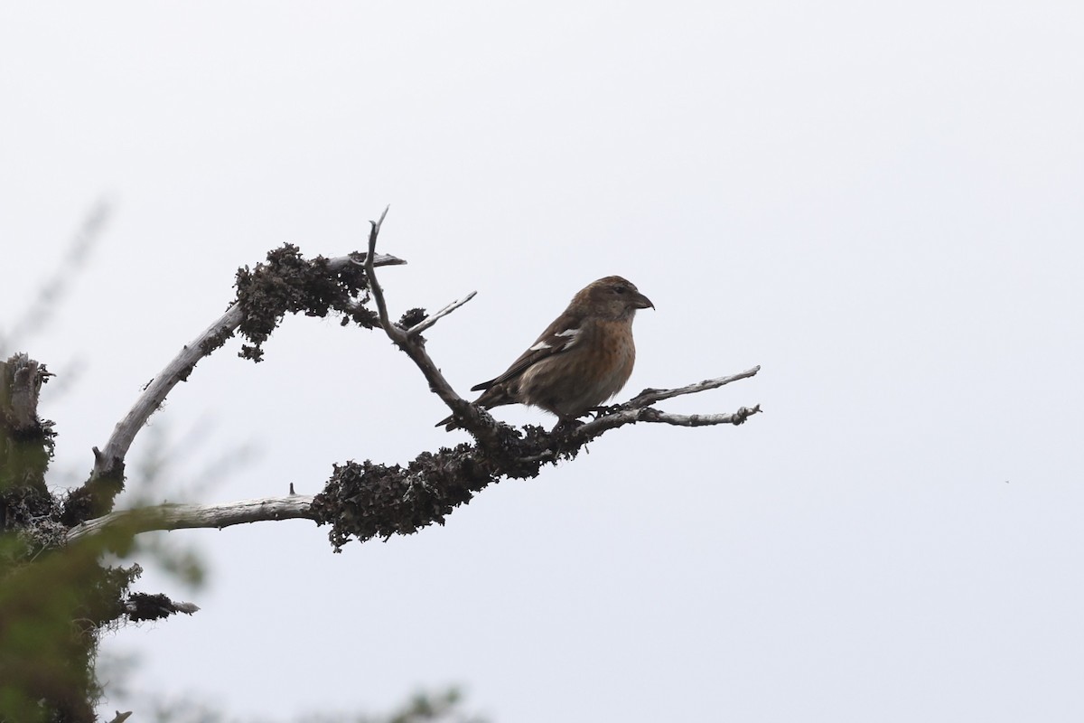 White-winged Crossbill - ML623799259