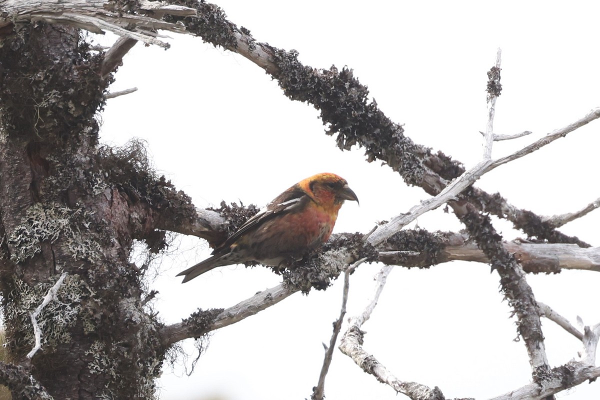 White-winged Crossbill - ML623799260