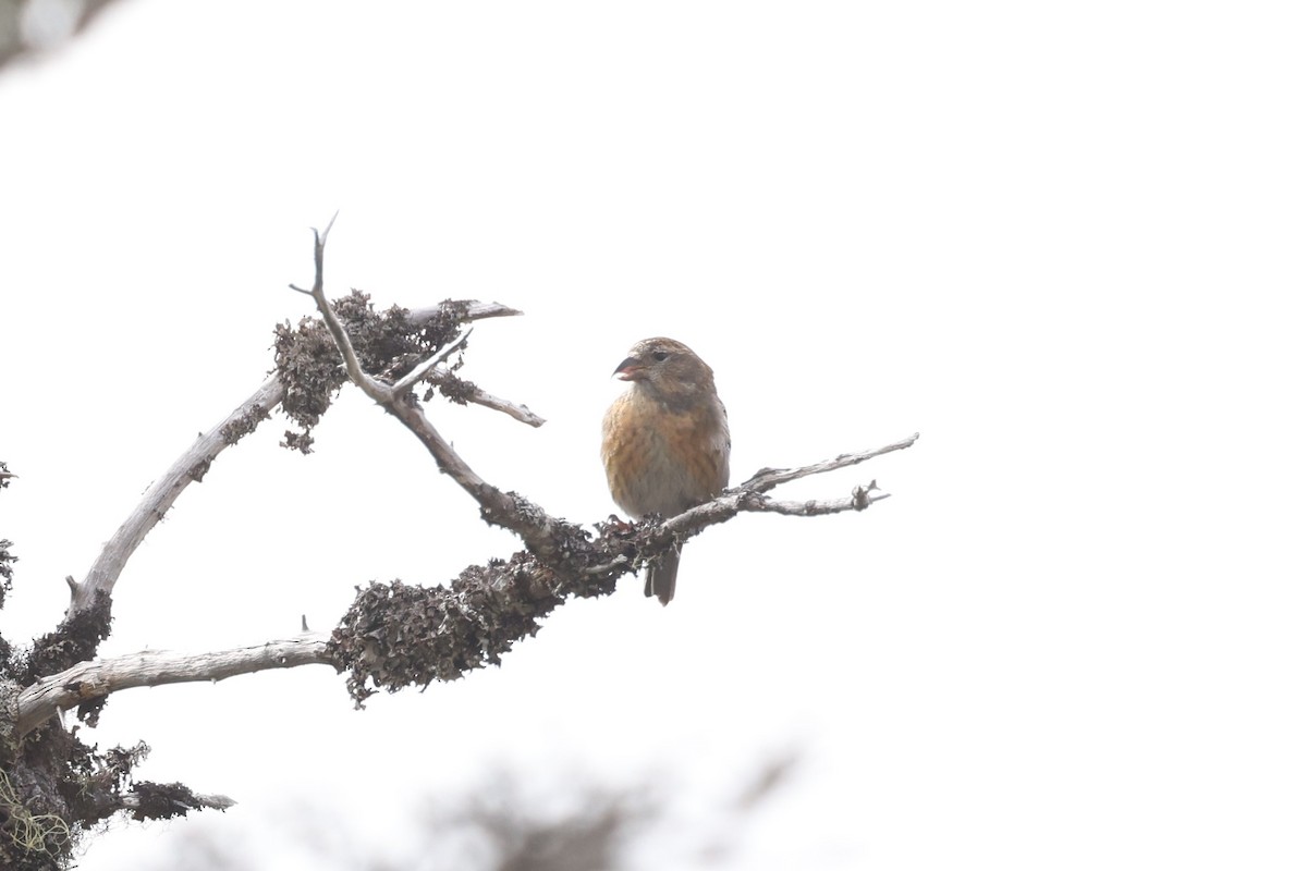 White-winged Crossbill - ML623799261